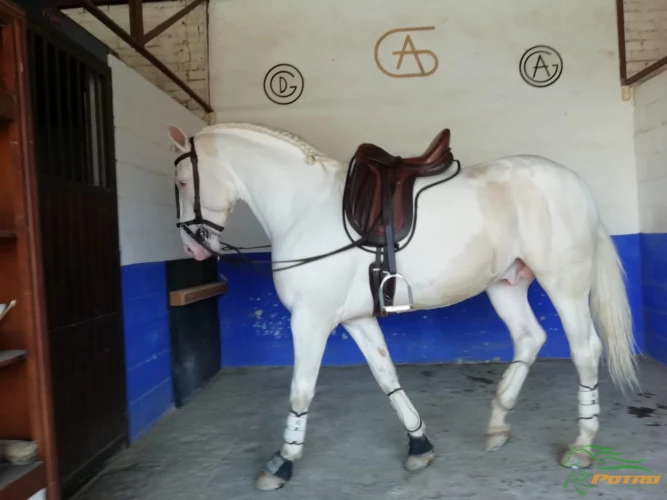 Caballo Albino en pio